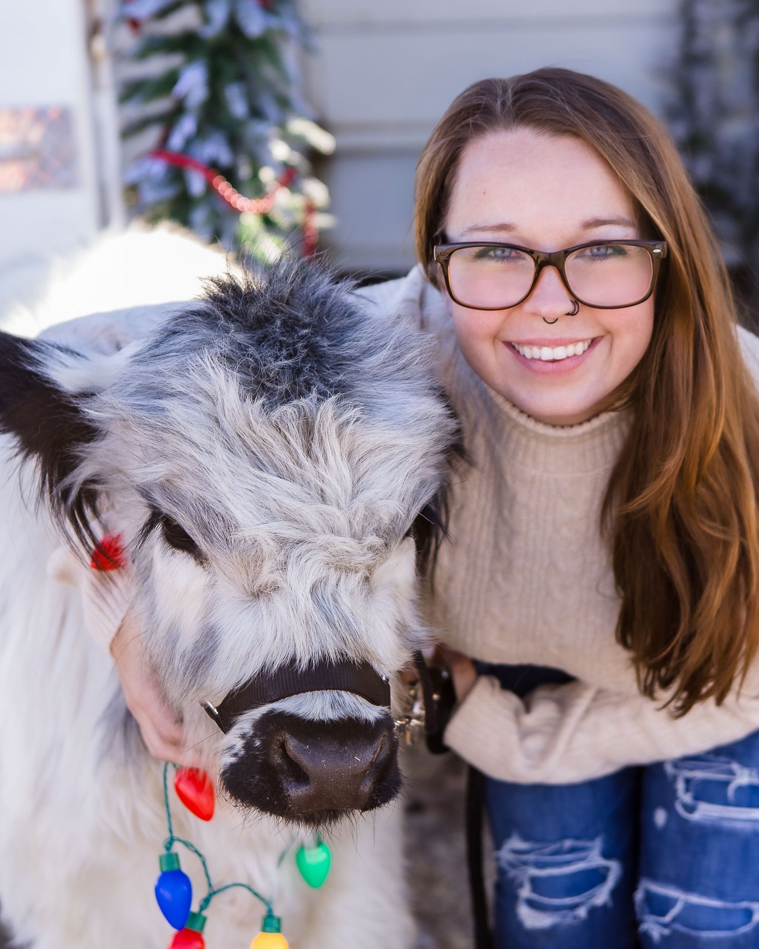 Miniature Highland Cow Photography