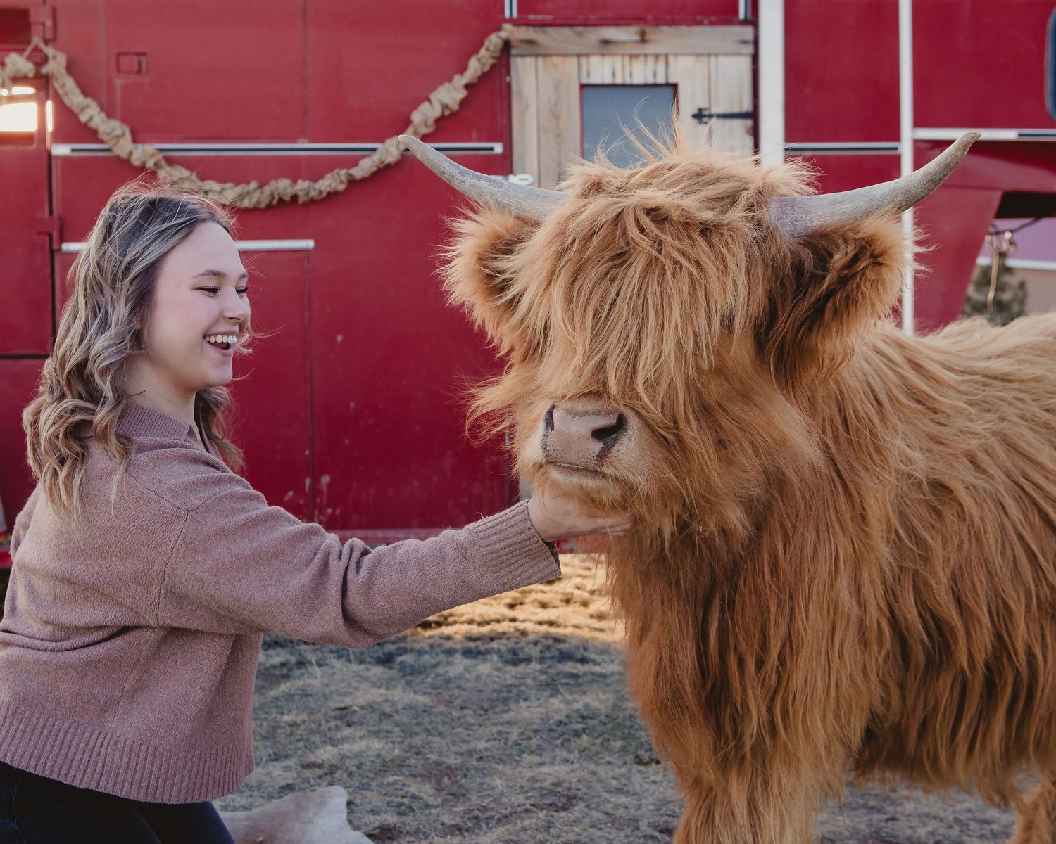 Miniature Highland Cow Photography