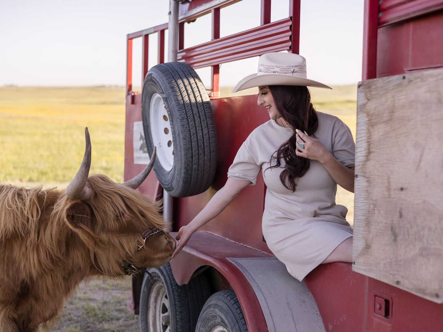 Miniature Highland Cow Photography