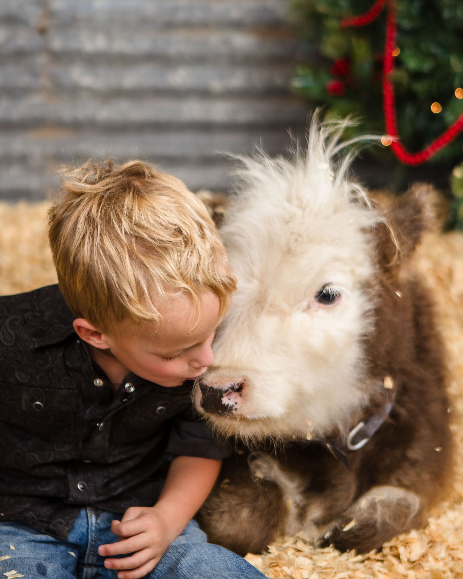 Miniature Highland Cow Photography