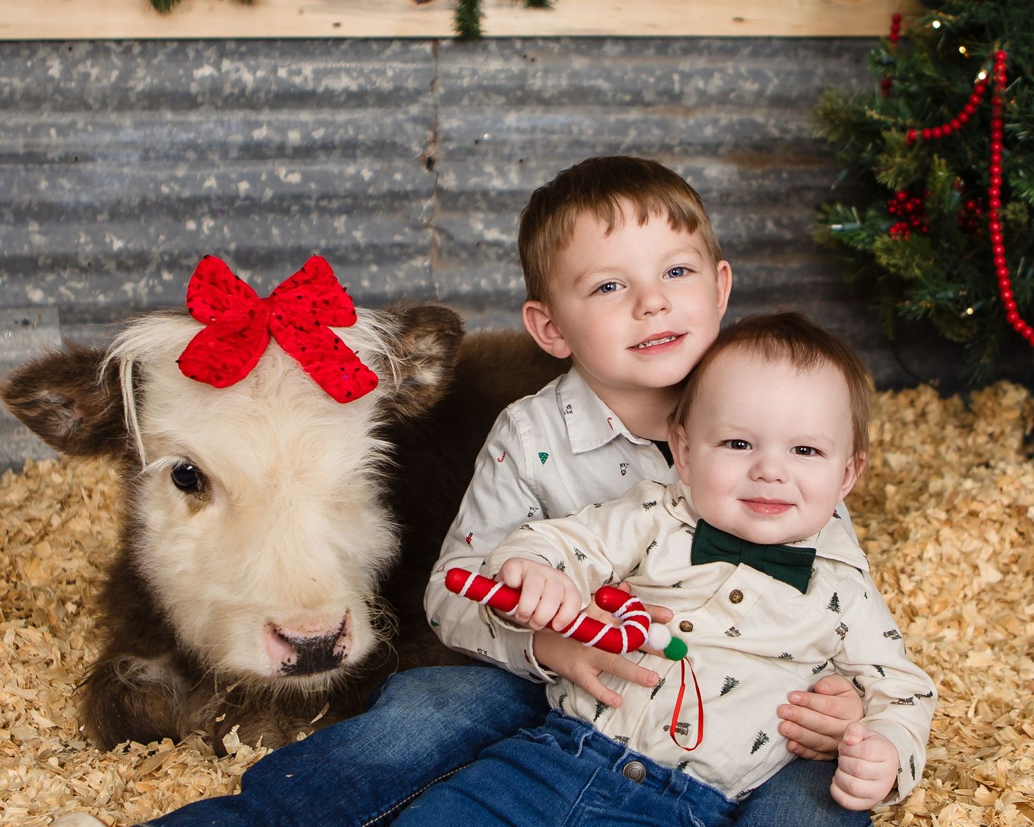 Miniature Highland Cow Photography