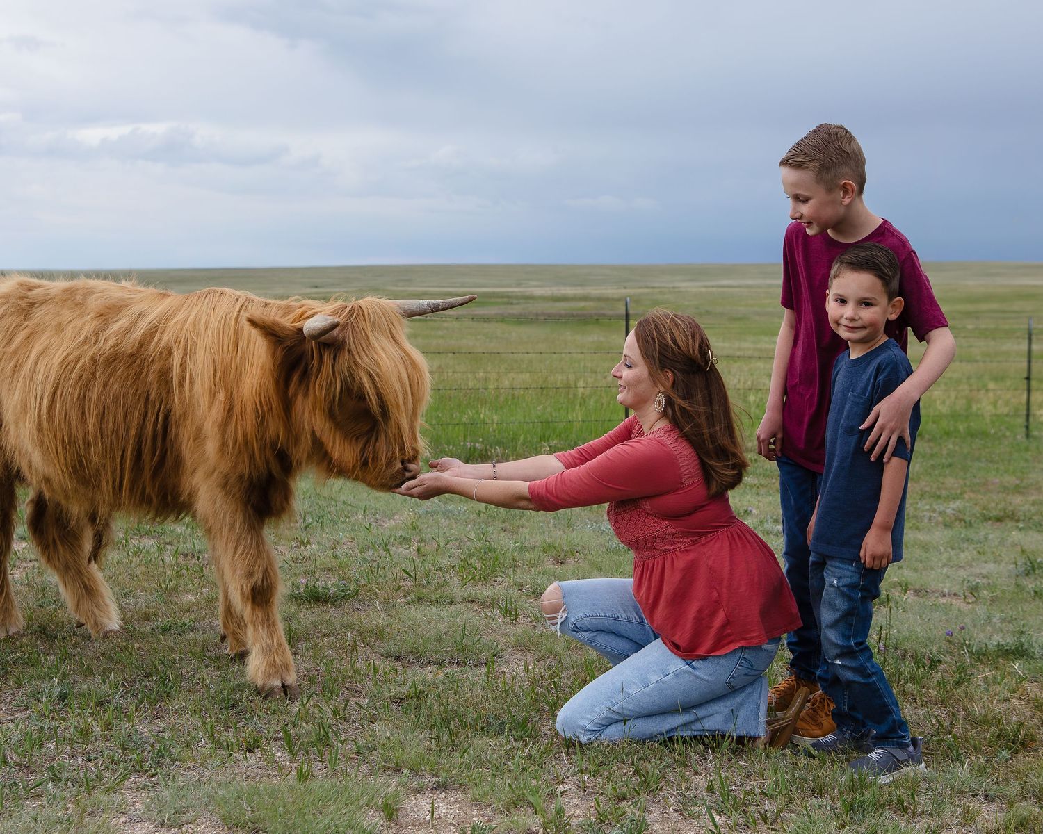 Miniature Highland Cow Photography