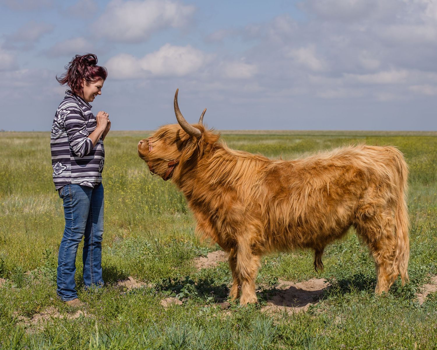 Miniature Highland Cow Photography