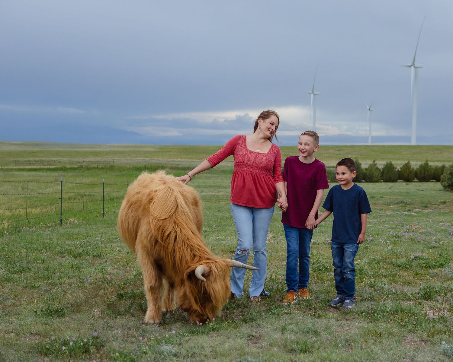 Miniature Highland Cow Photography