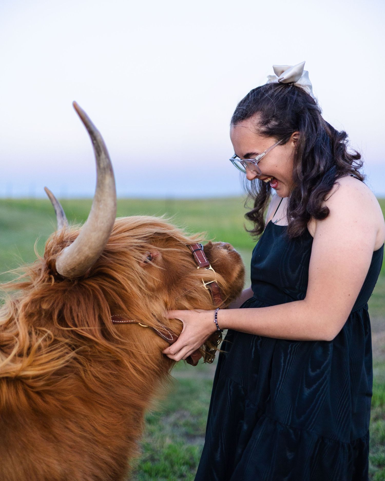 Miniature Highland Cow Photography