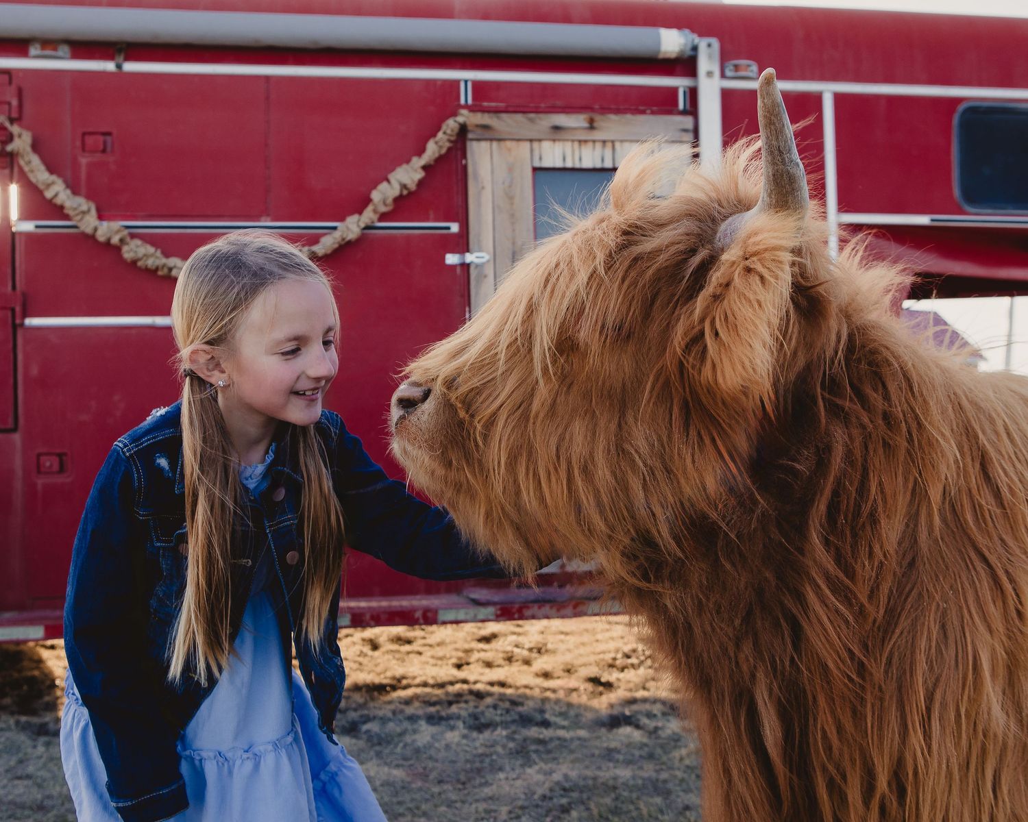 Miniature Highland Cow Photography