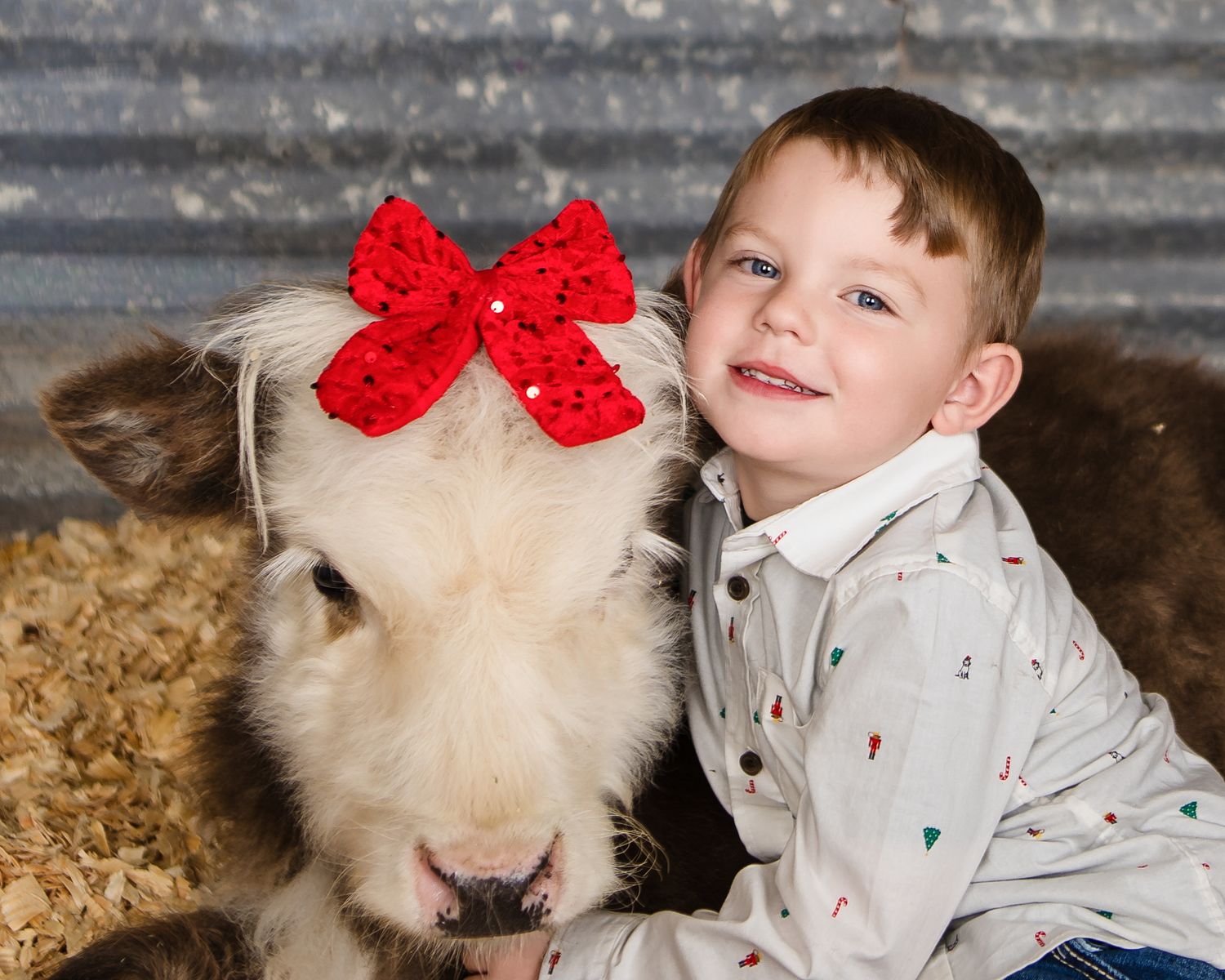 Miniature Highland Cow Photography