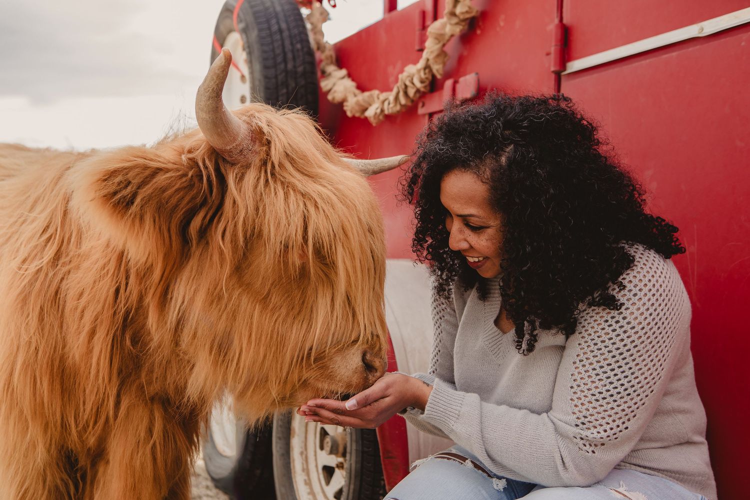 Miniature Highland Cow Photography