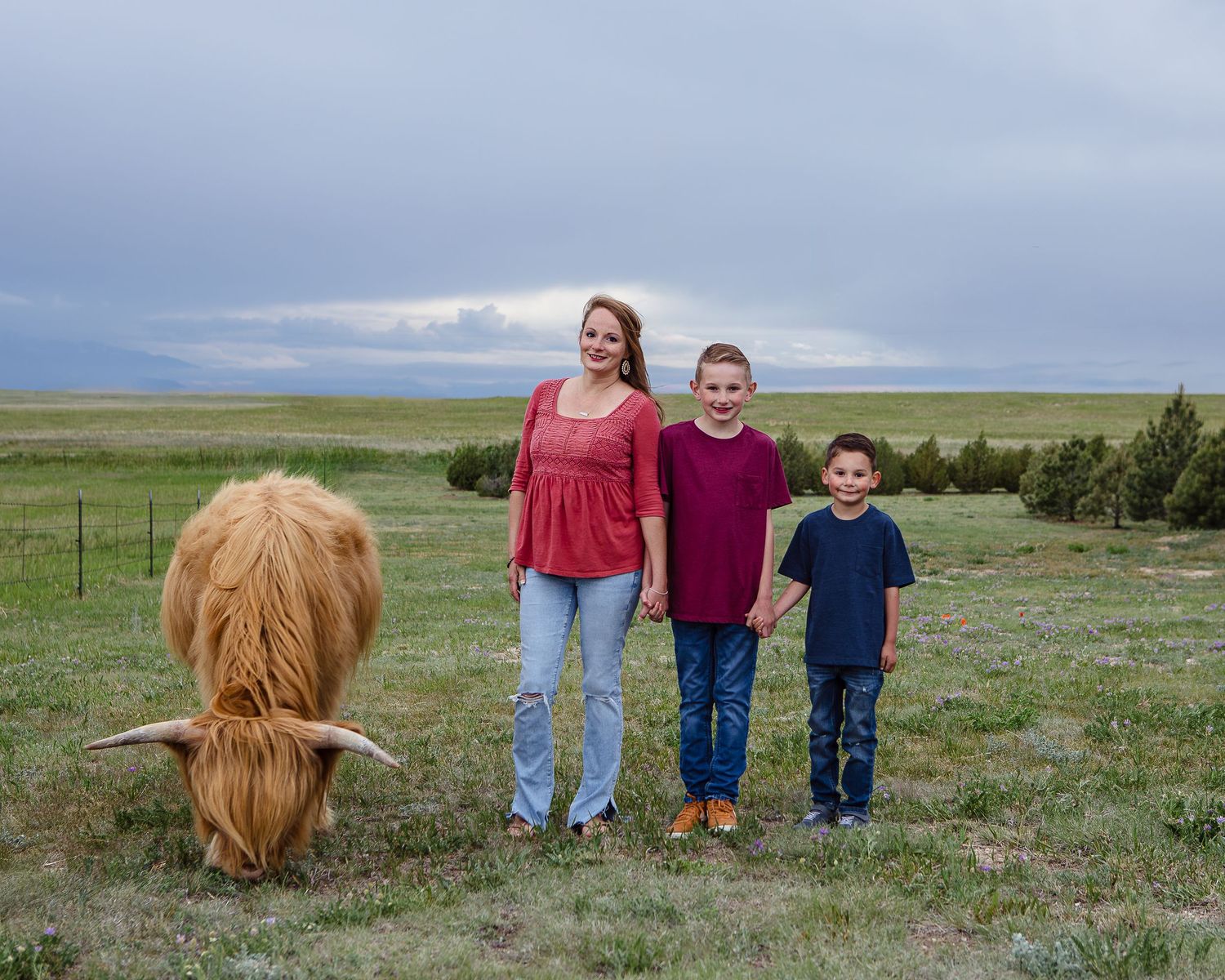 Miniature Highland Cow Photography