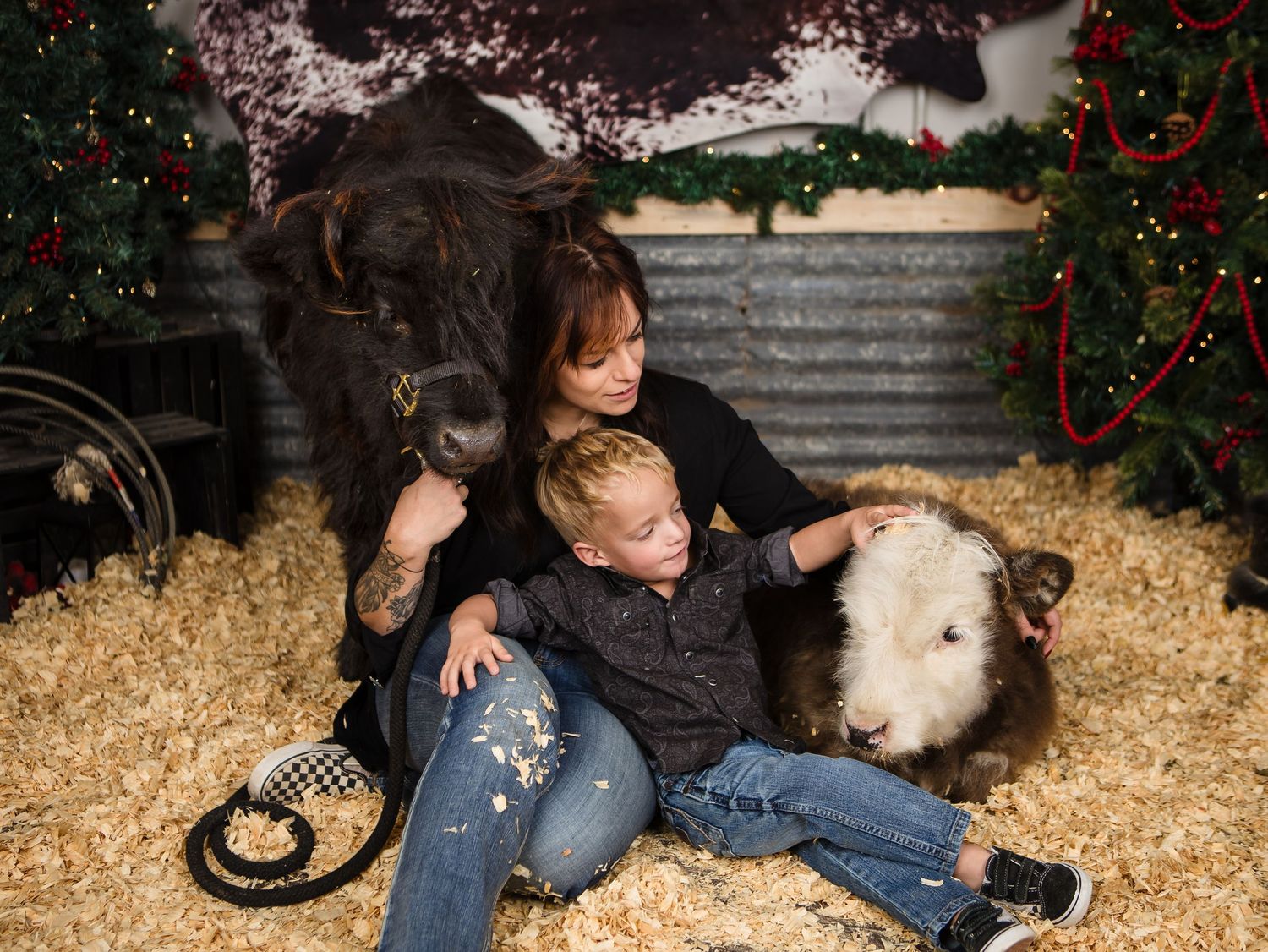 Miniature Highland Cow Photography