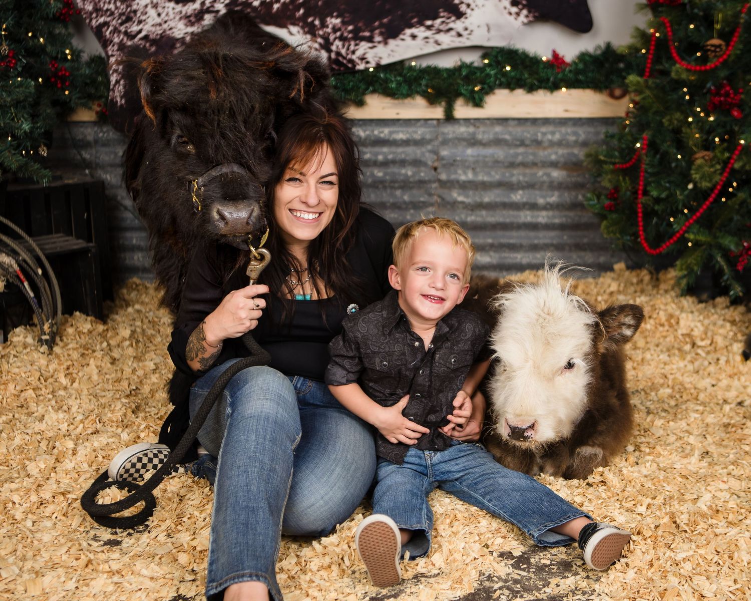 Miniature Highland Cow Photography
