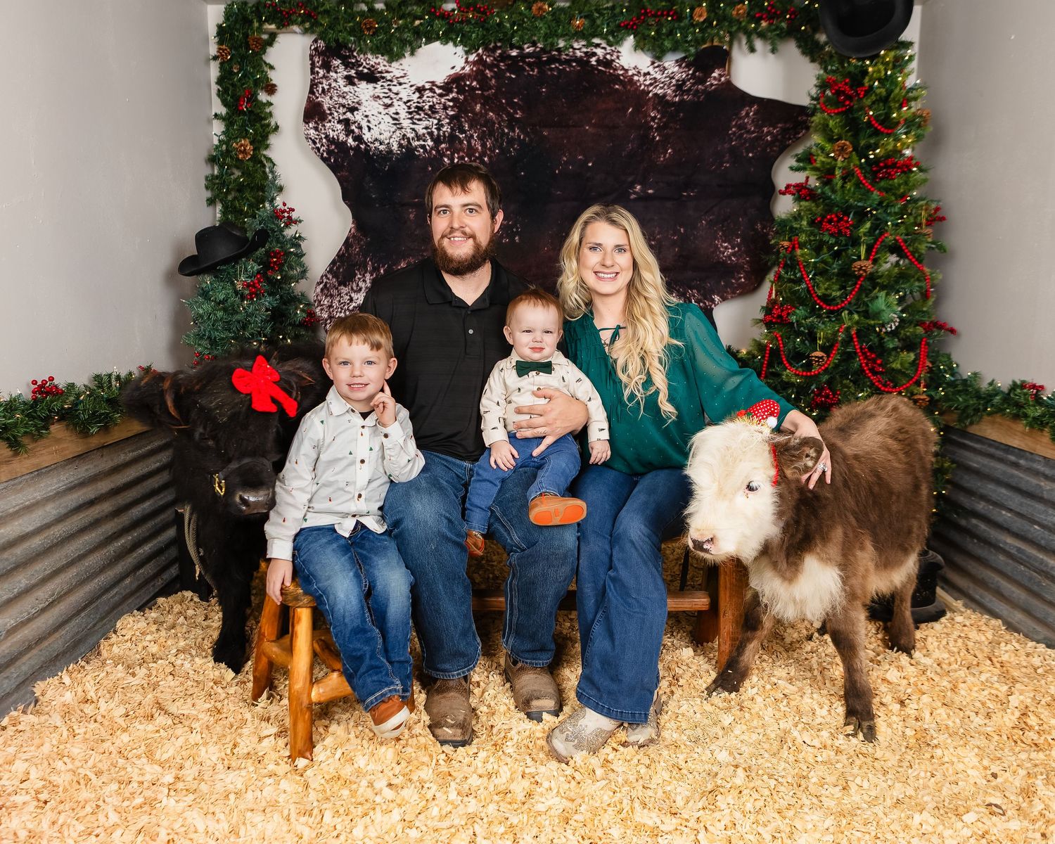 Miniature Highland Cow Photography