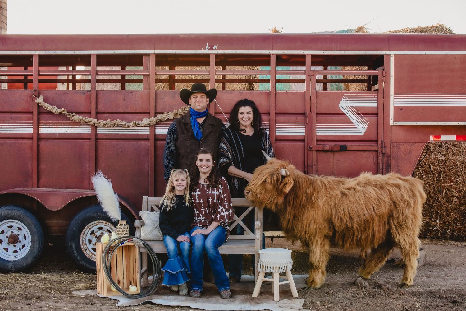 Miniature Highland Cow Photography