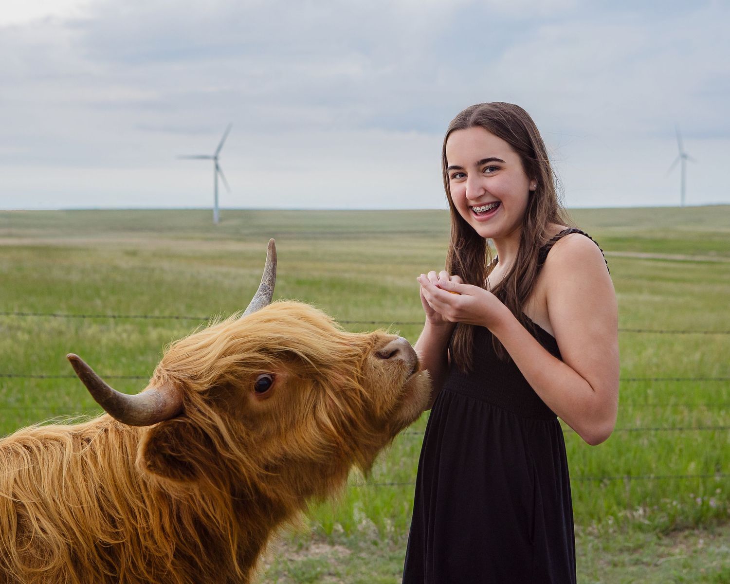 Miniature Highland Cow Photography