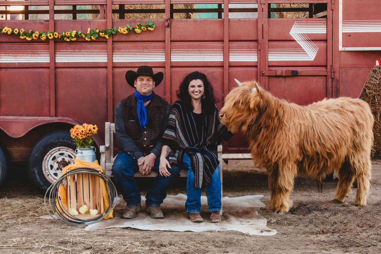 Miniature Highland Cow Photography