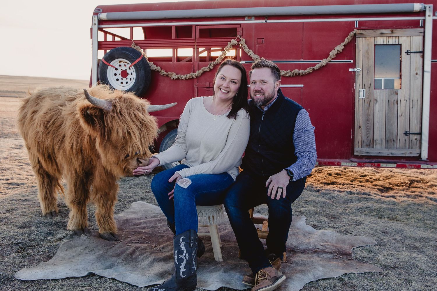 Miniature Highland Cow Photography