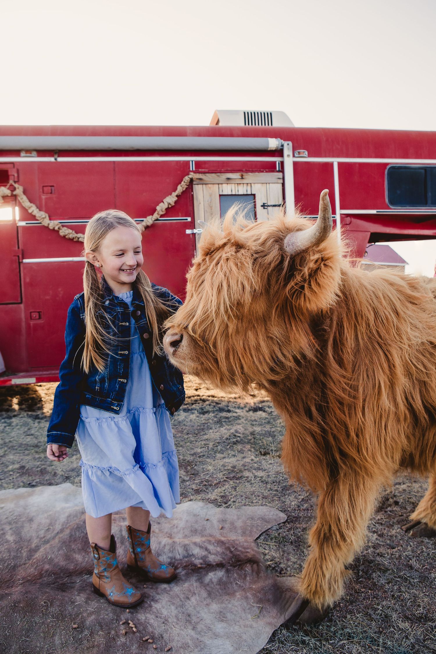 Miniature Highland Cow Photography