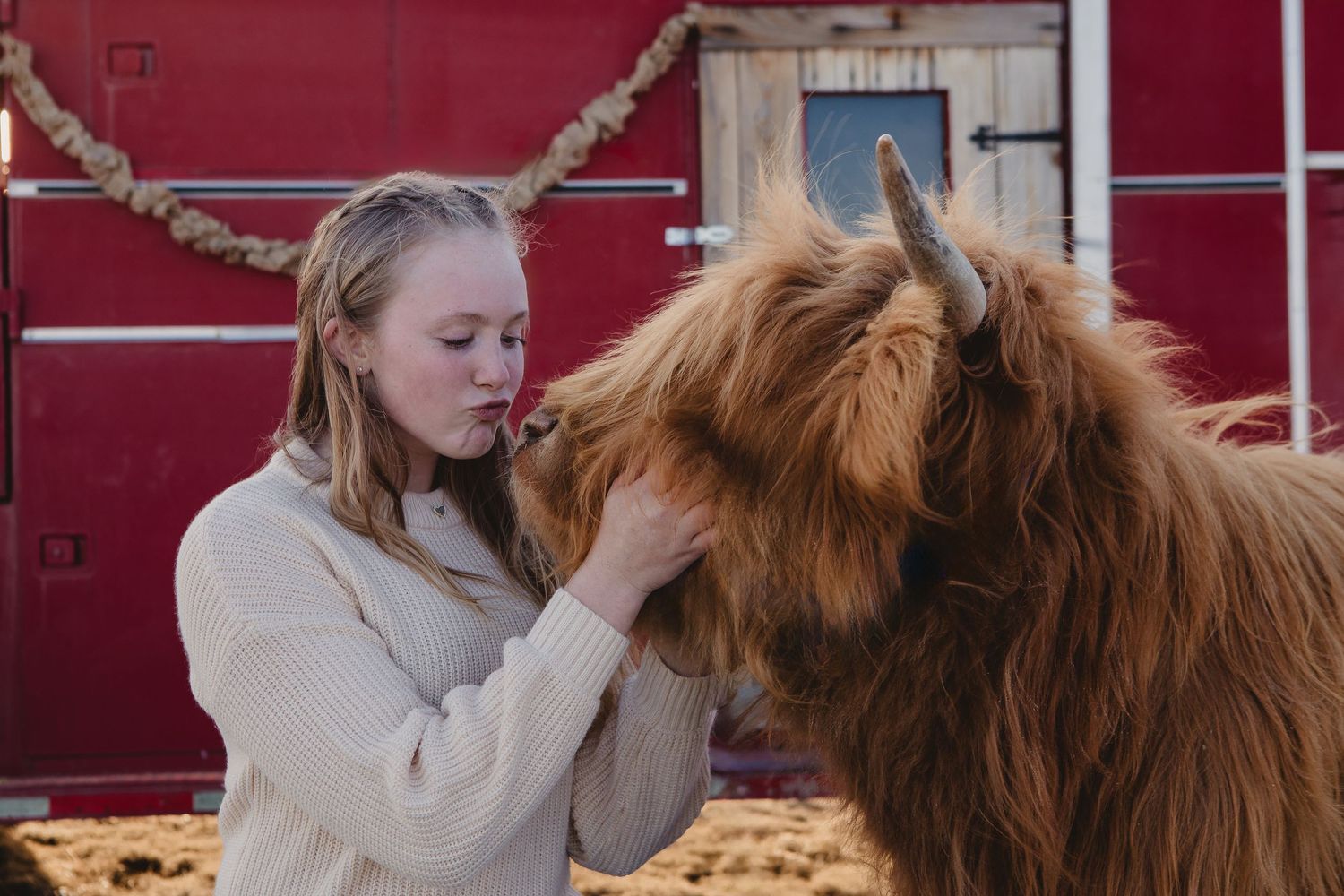 Miniature Highland Cow Photography