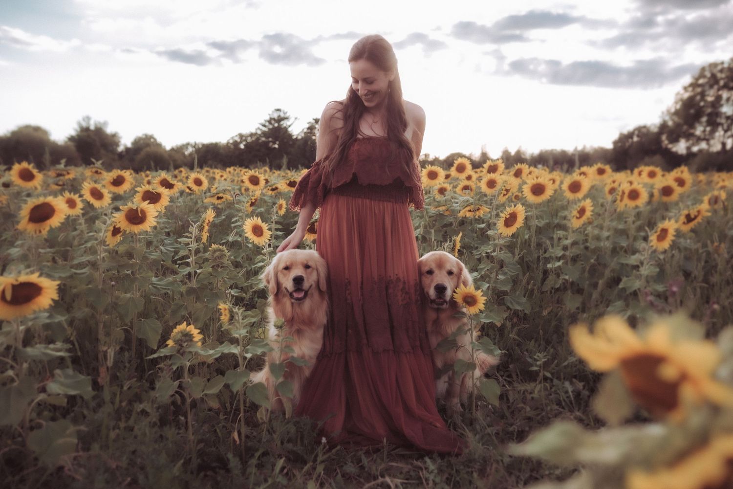 Beautiful sunflower field at sunset with warm golden light filtering through tall blooms.