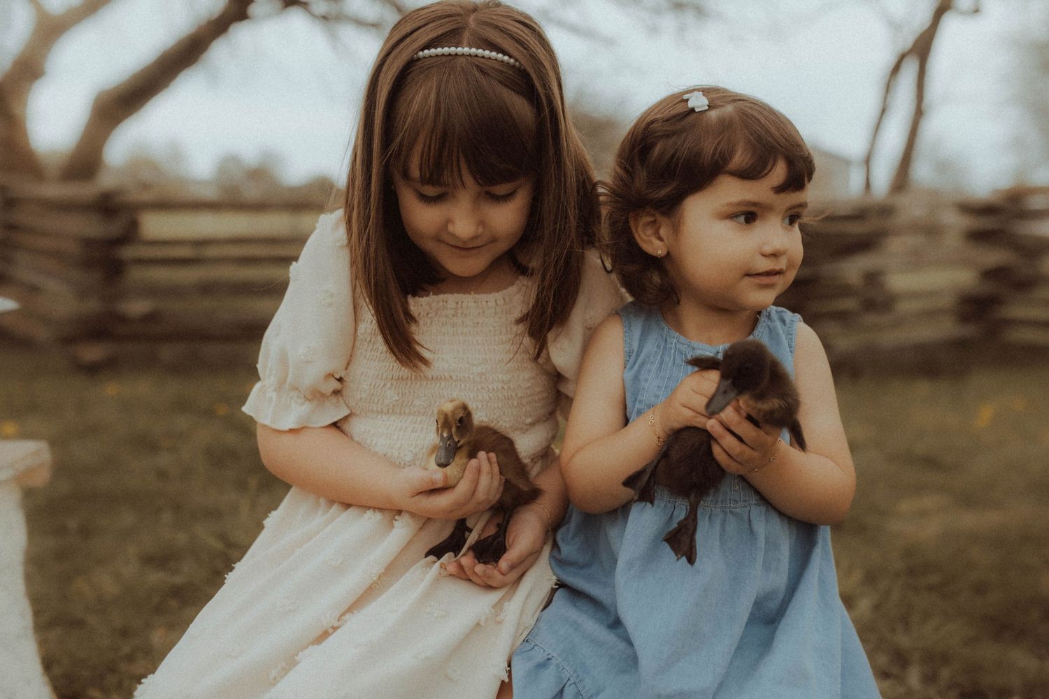 Two little girls holding baby ducklings in their hands on a farm in spring by Bowmanville family photographer