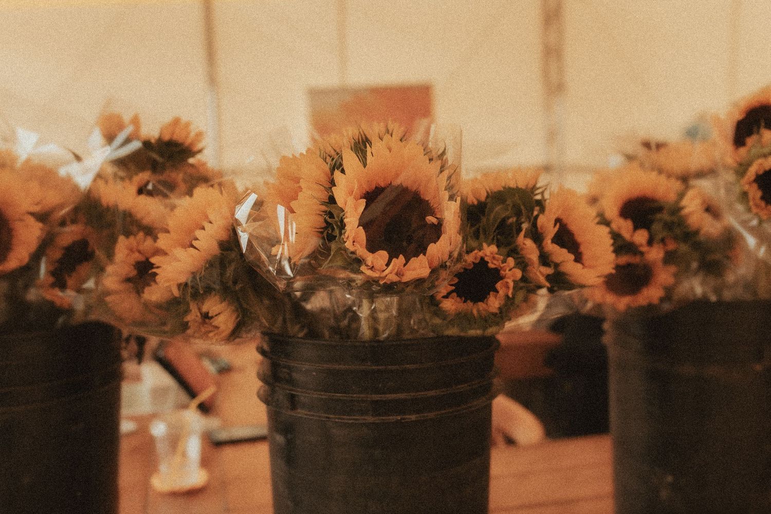 An image of jugs full of freshly picked sunflowers at Bragg Farms by Durham Region family photographer