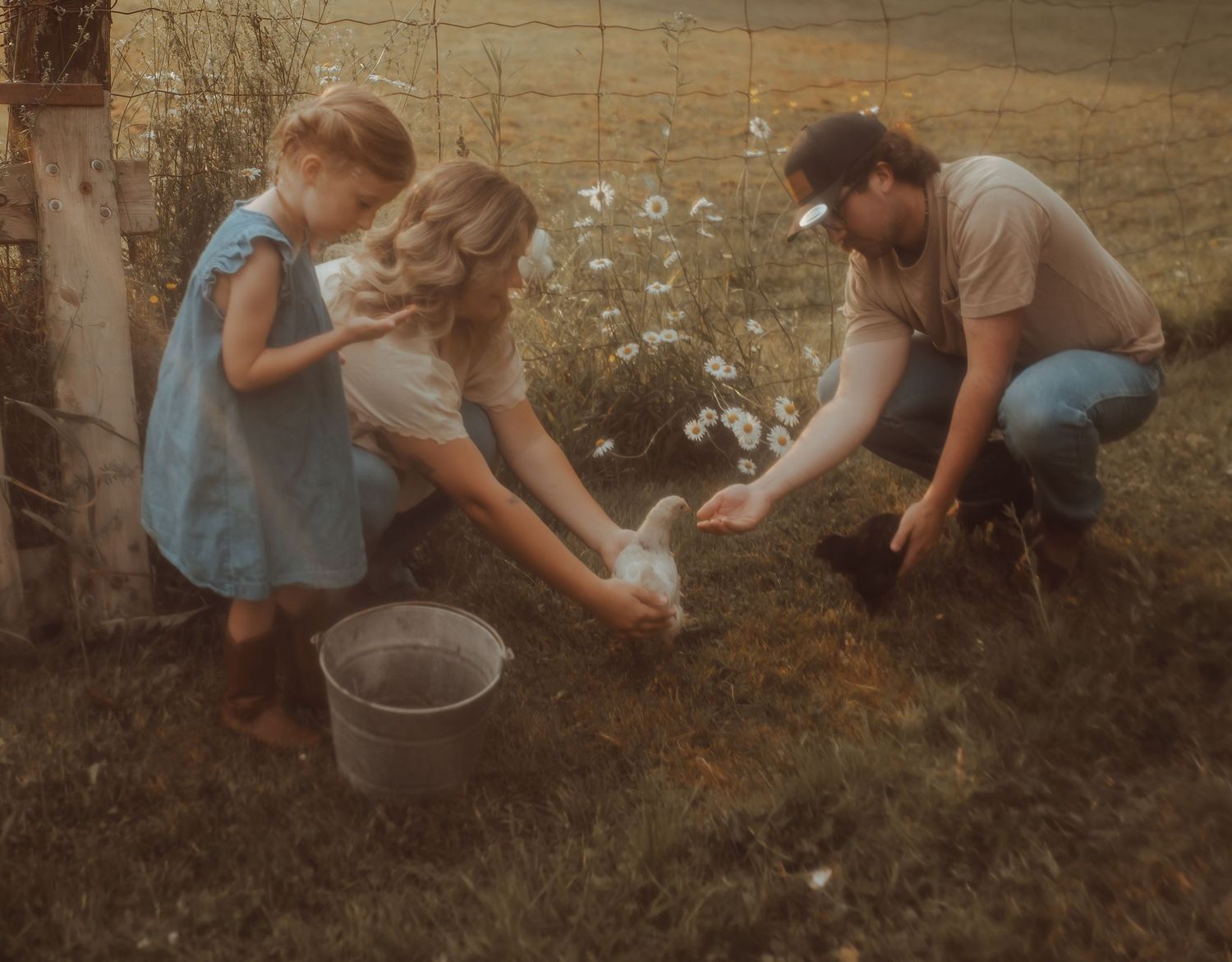 Family feeding the chickens in front of the daisy's by the fence in the early morning light by Bowmanville, ON family photographer