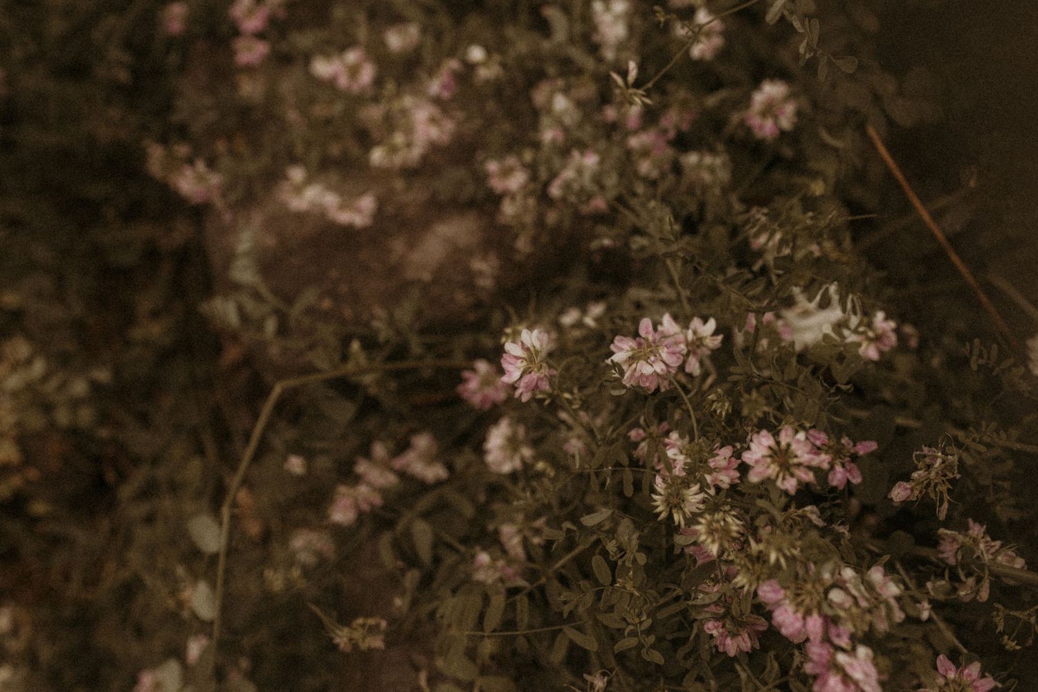 Close-up of pretty purple wildflowers at a beach by Cobourg family photographer