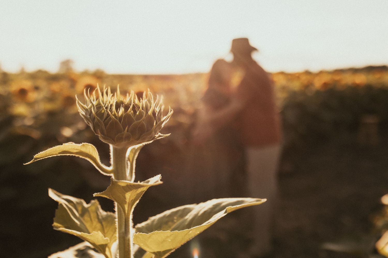 A photo focusing on a sunflower with a couple embracing in the background during golden hour by Durham Region family photographer