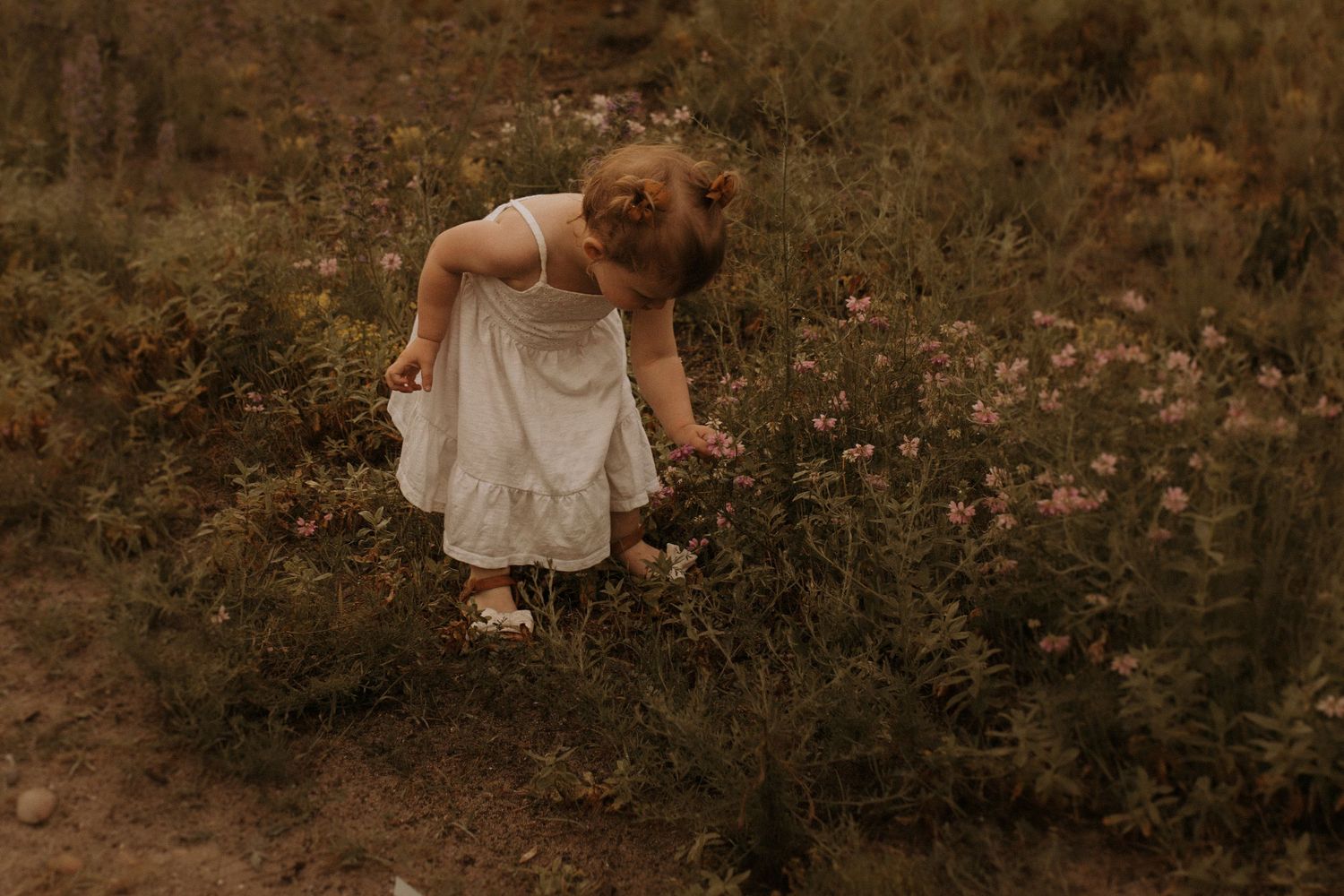 Little girl stopping to admire the wildflowers near a beach by Cobourg family photographer