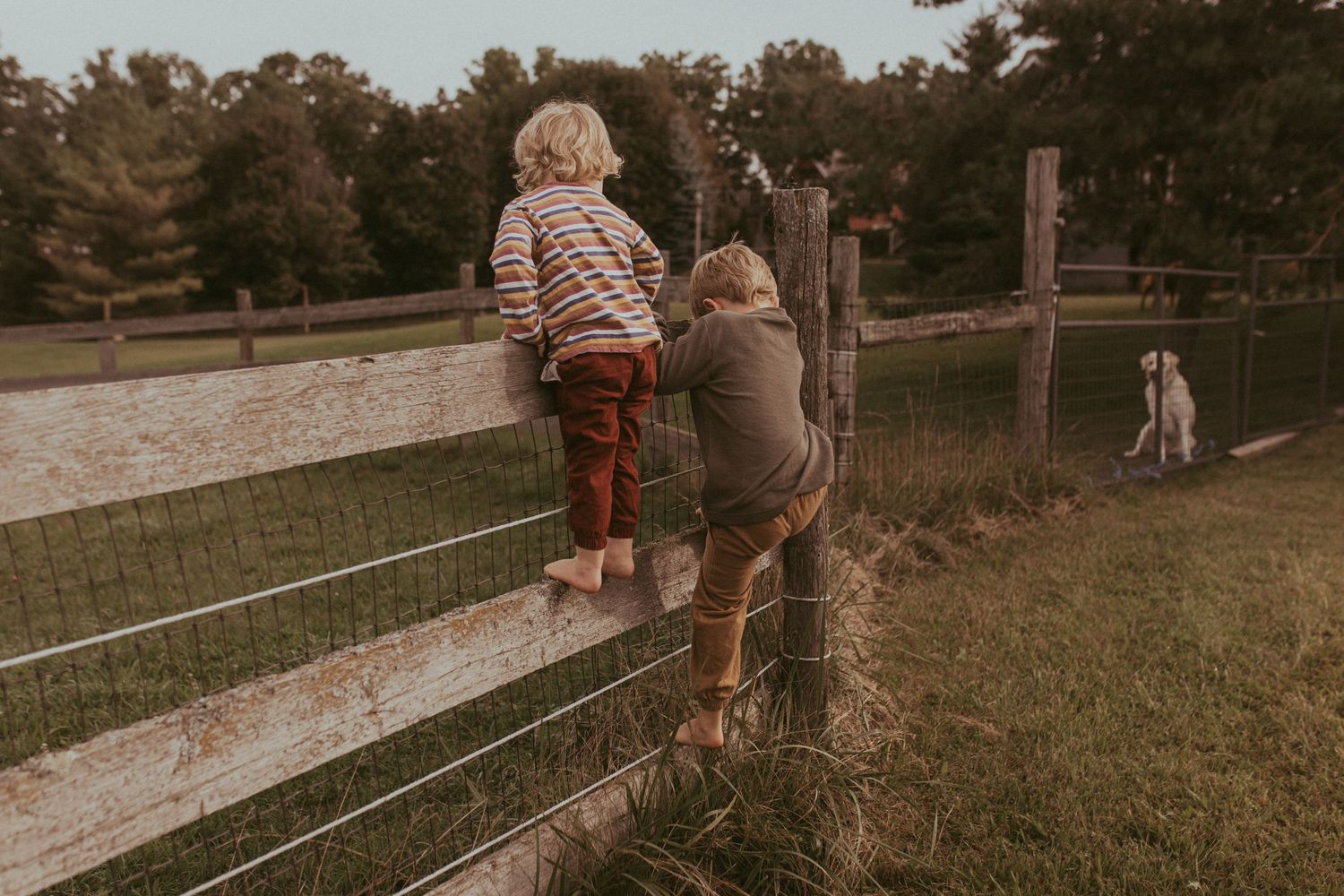 Boys climbing a fence during a Durham Region Family Lifestyle photography session.