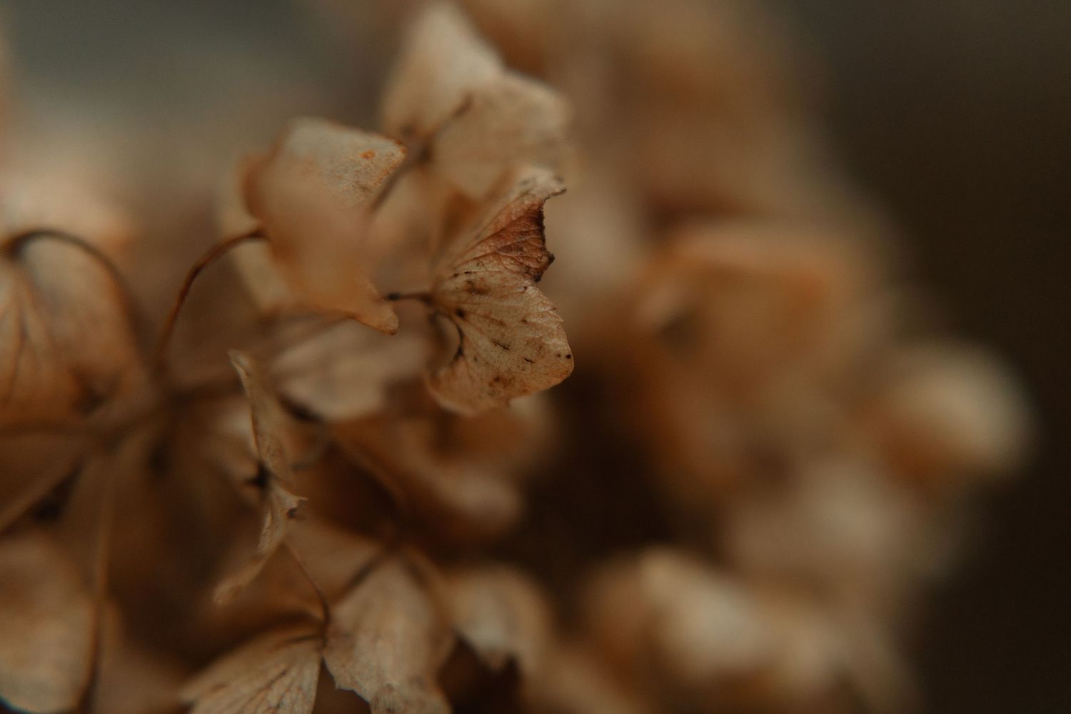 close up image of beautiful flowers by Durham region motherhood photographer
