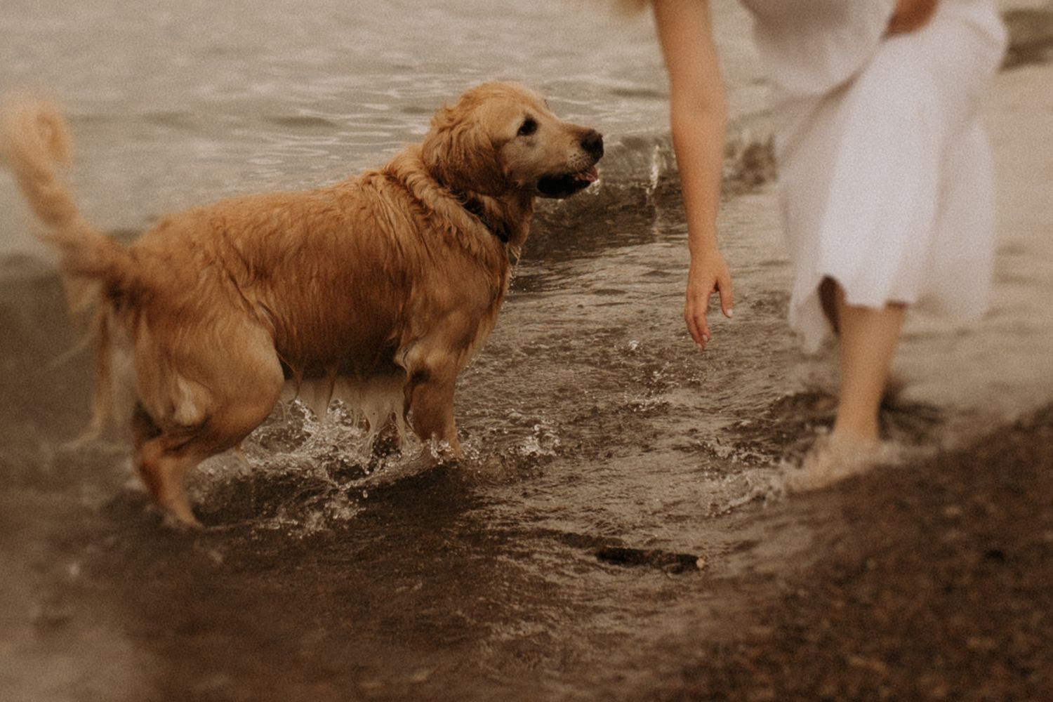 An image of a dog waiting expectantly for a woman to throw a stick into the water for him by Cobourg family photographer