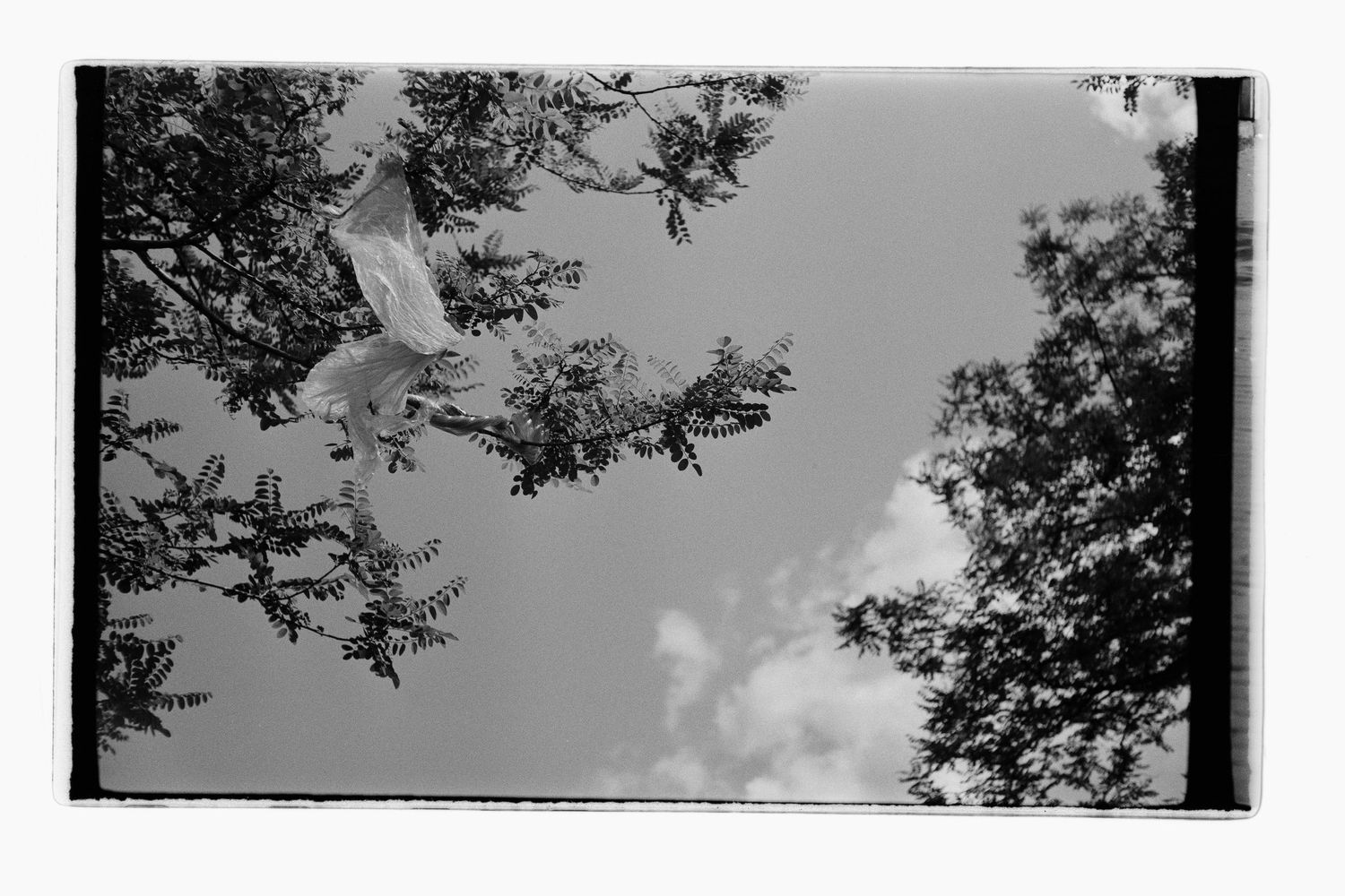 An upward looking black and white photo of a plastic bag caught in a tree's branch and an almost clear sky.