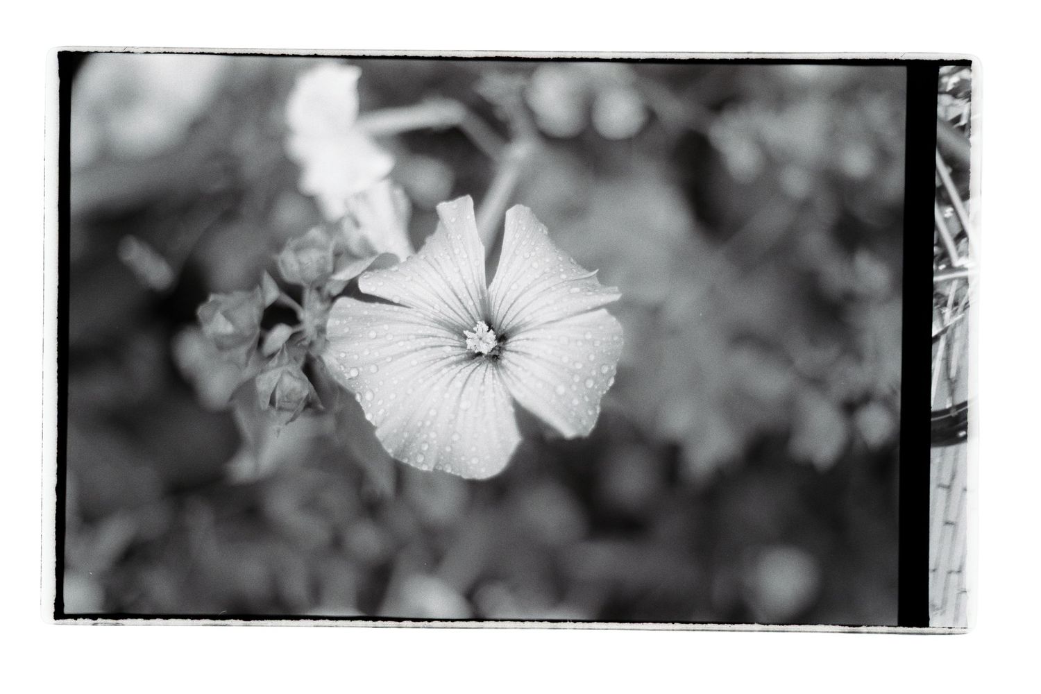 Beautifully blooming flower on black and white film.