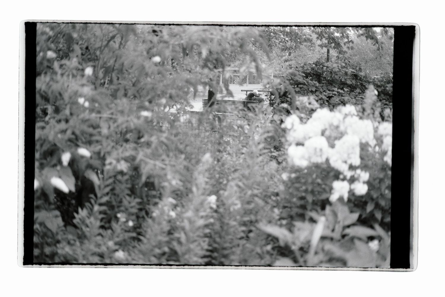 Analog black and white shot with a foreground of greenery with in the background a couple hugging on a bench.