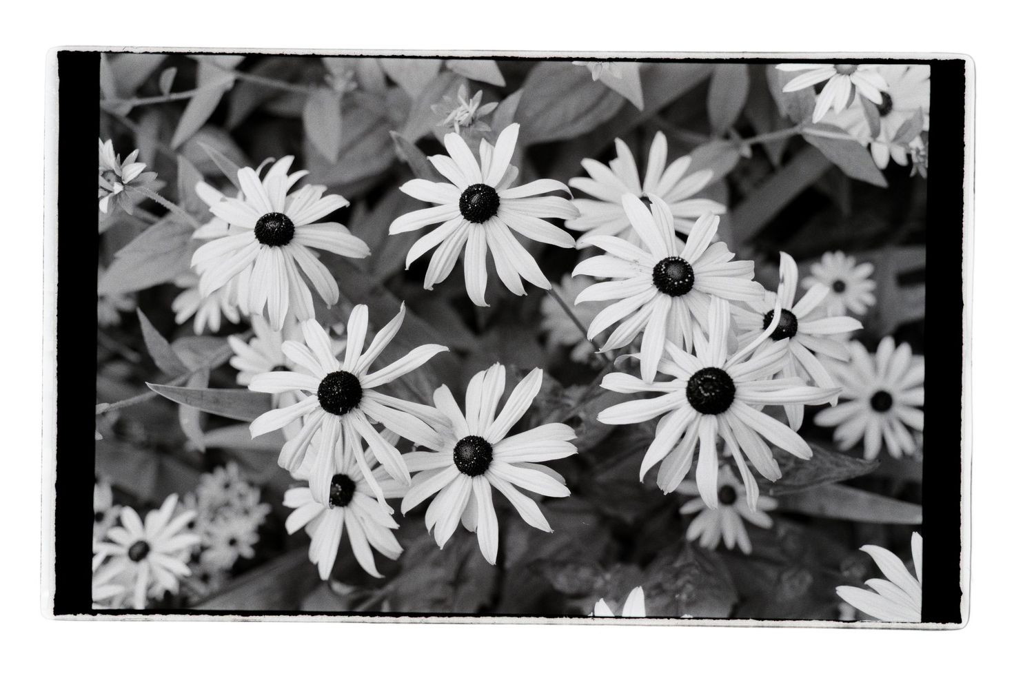 A black and white photo of a blooming flower patch shot perpendicular to the ground.