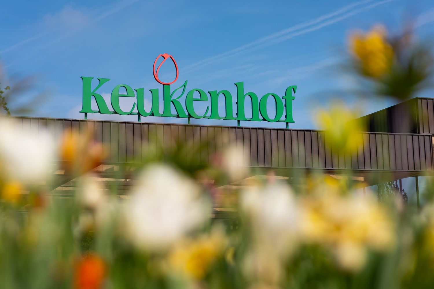 The Keukenhof sign, shot through blooming flowers.