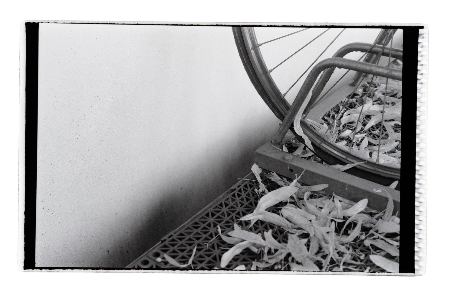 Abstract black and white photo of a white wall on the left and part of a bicycle wheel and fallen leafs.