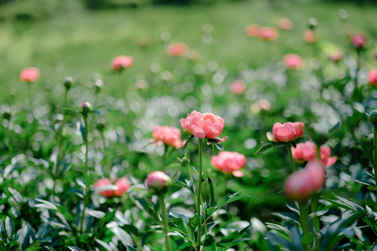 A field of blooming pink peonies with lush green foliage in soft natural light.
