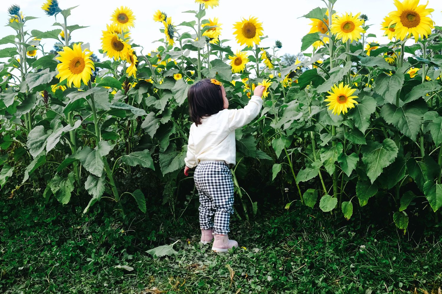 A young child reaches up to touch bright yellow sunflowers in a lush garden, wearing plaid pants and a white top.