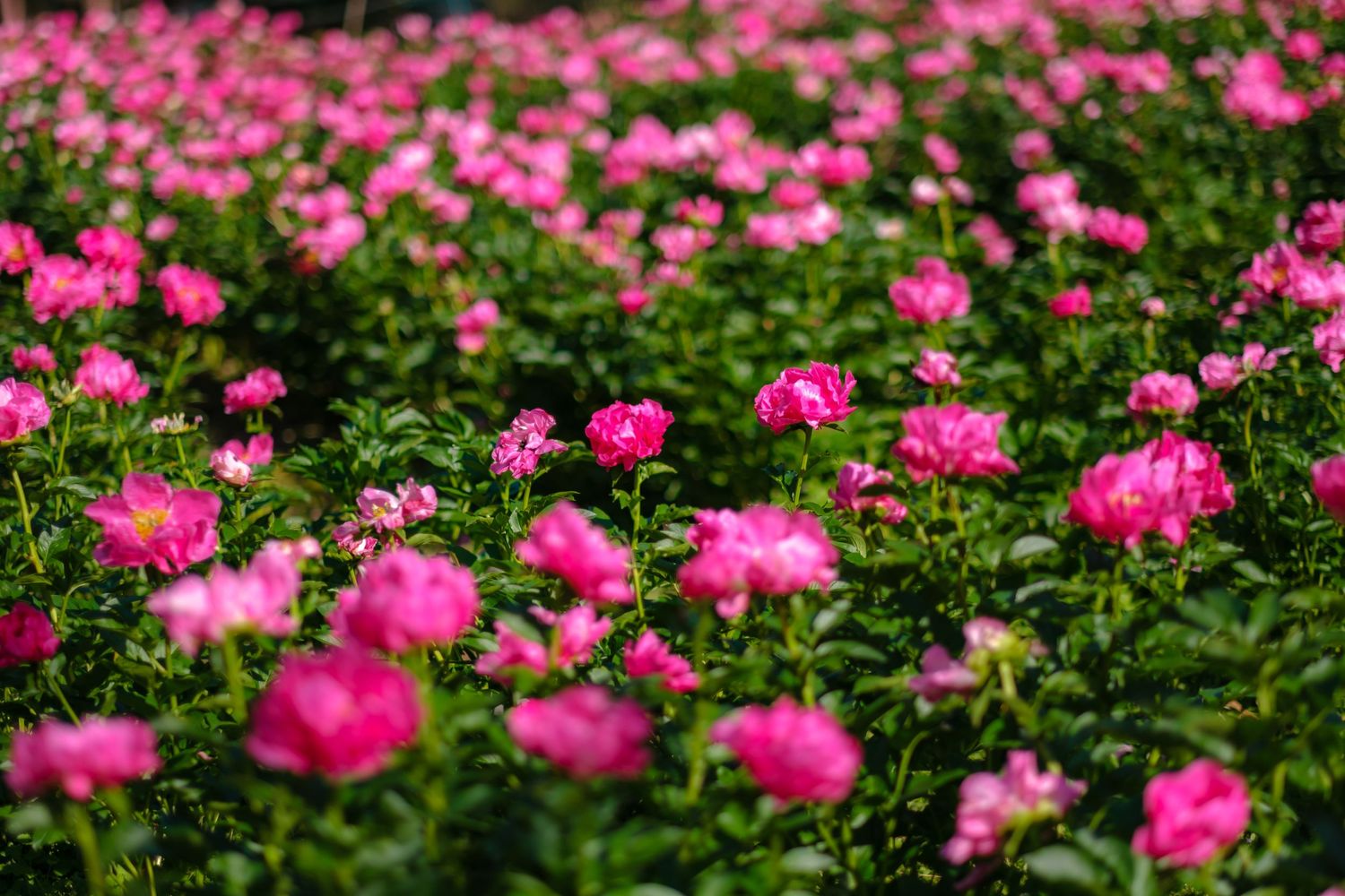 A vibrant field of blooming pink peonies with lush green foliage in full summer bloom.