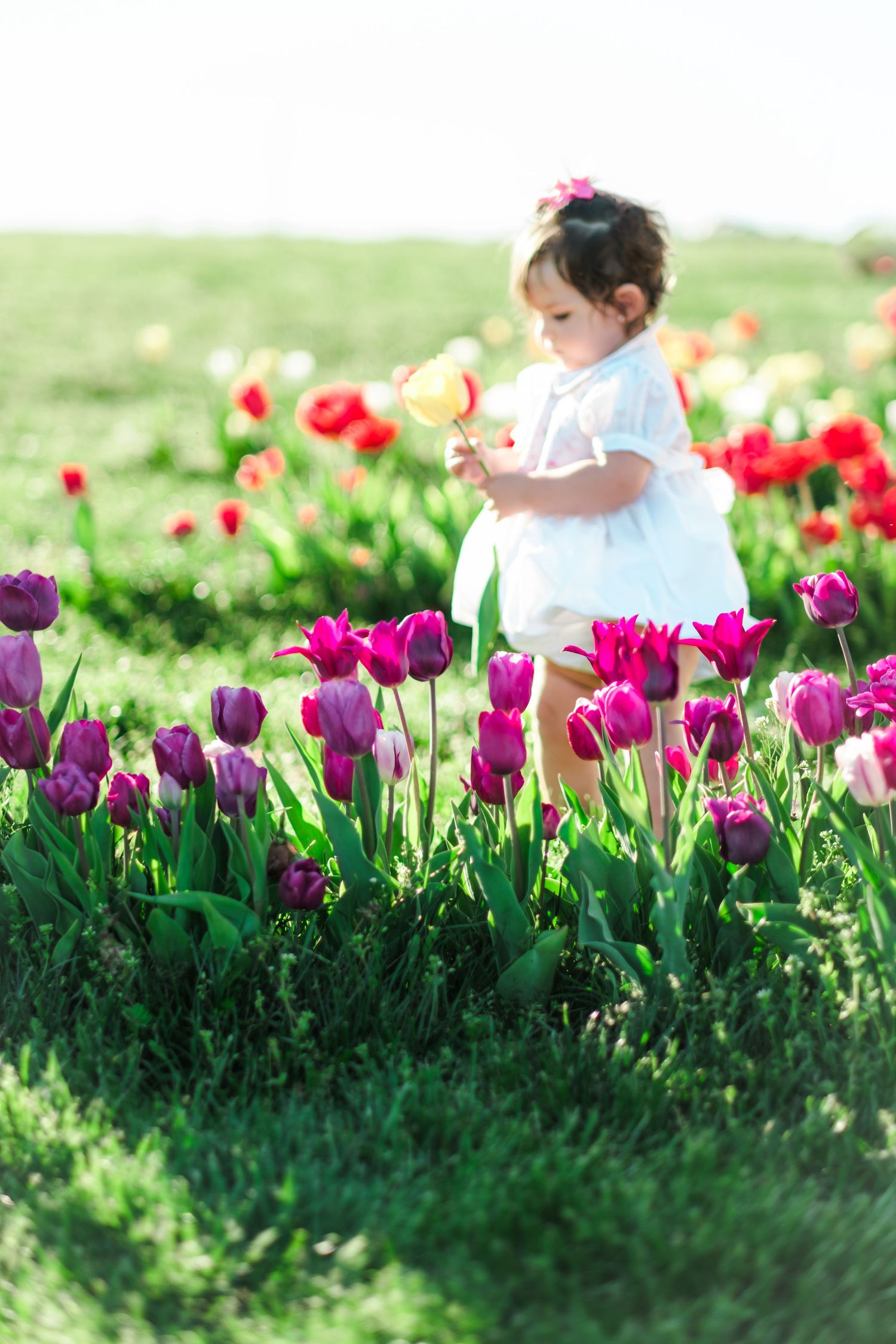 Toddler girl in white dress holding a flower among colorful tulips in a sunny green field.
