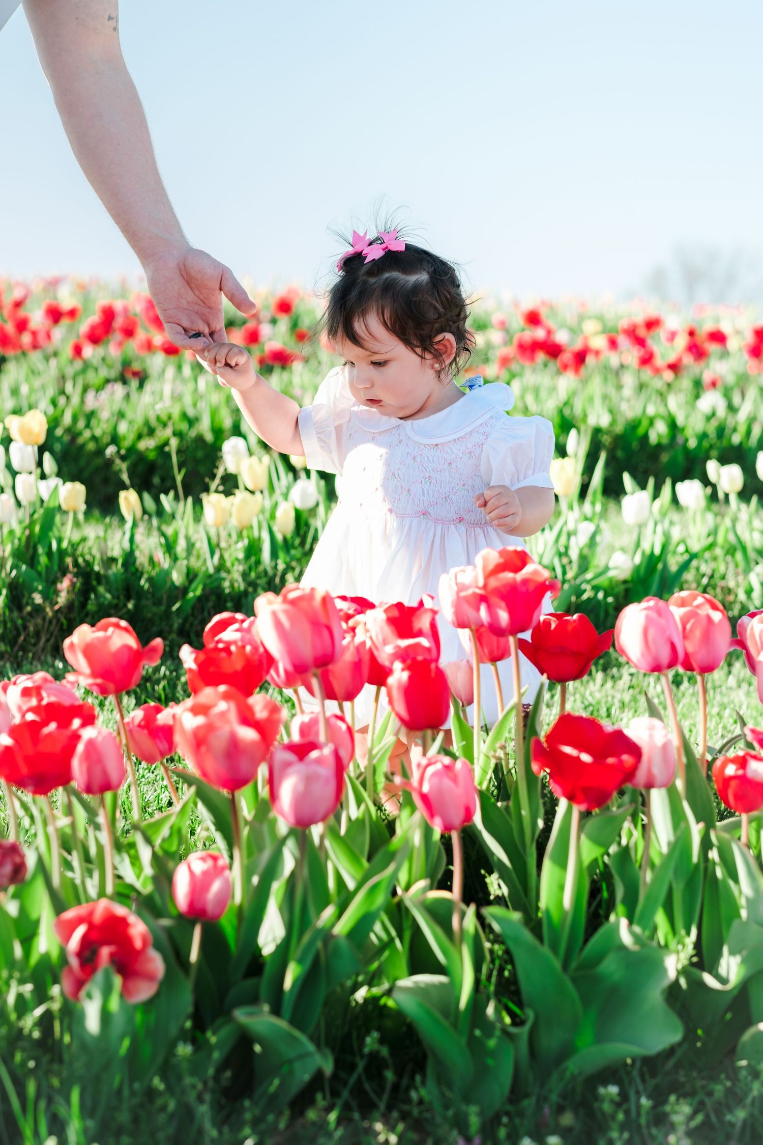 Toddler girl in white dress holding adult hand walking through vibrant red tulip field on sunny day.