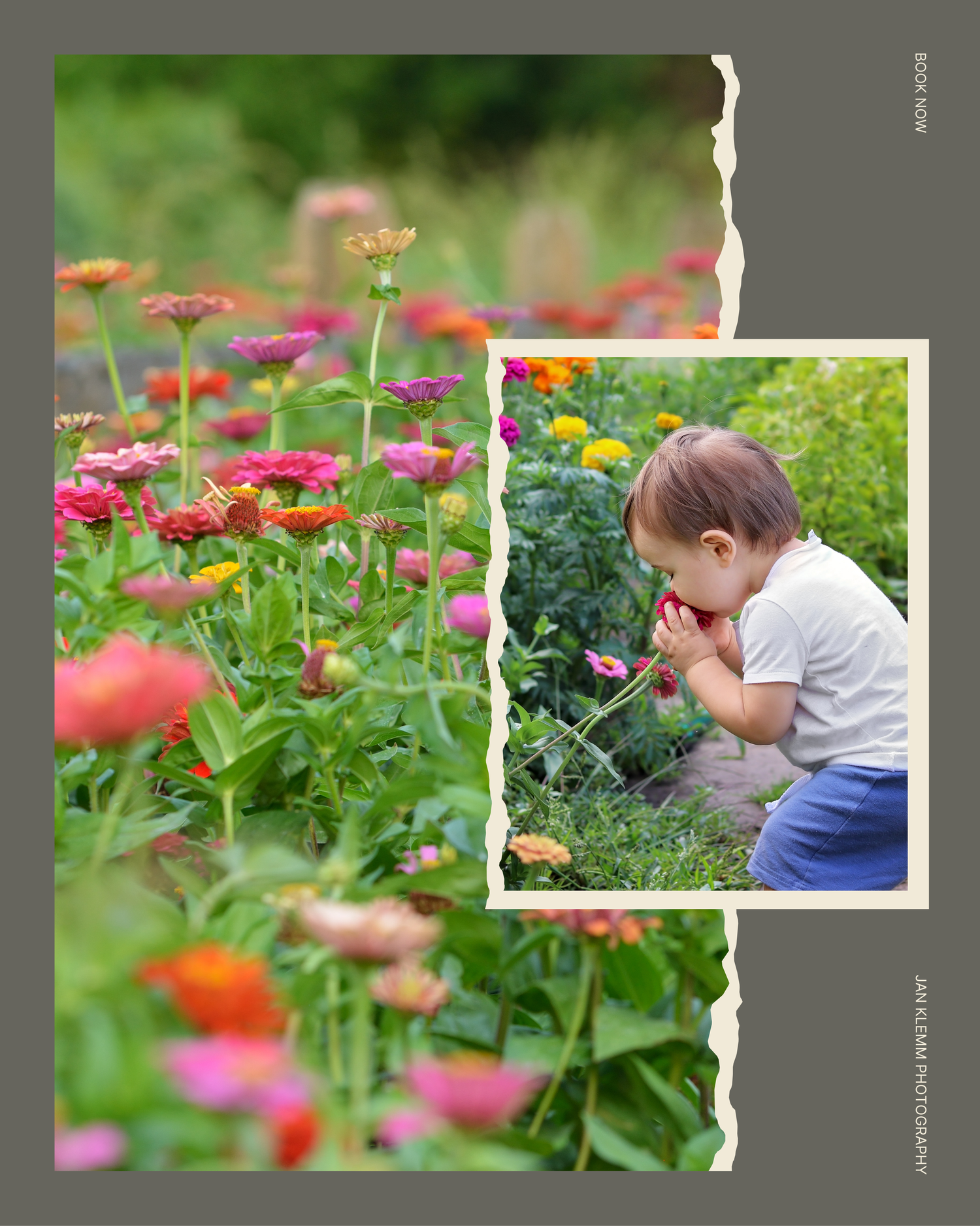 A toddler smells colorful zinnia flowers in a vibrant garden filled with pink, red, and orange blooms.
