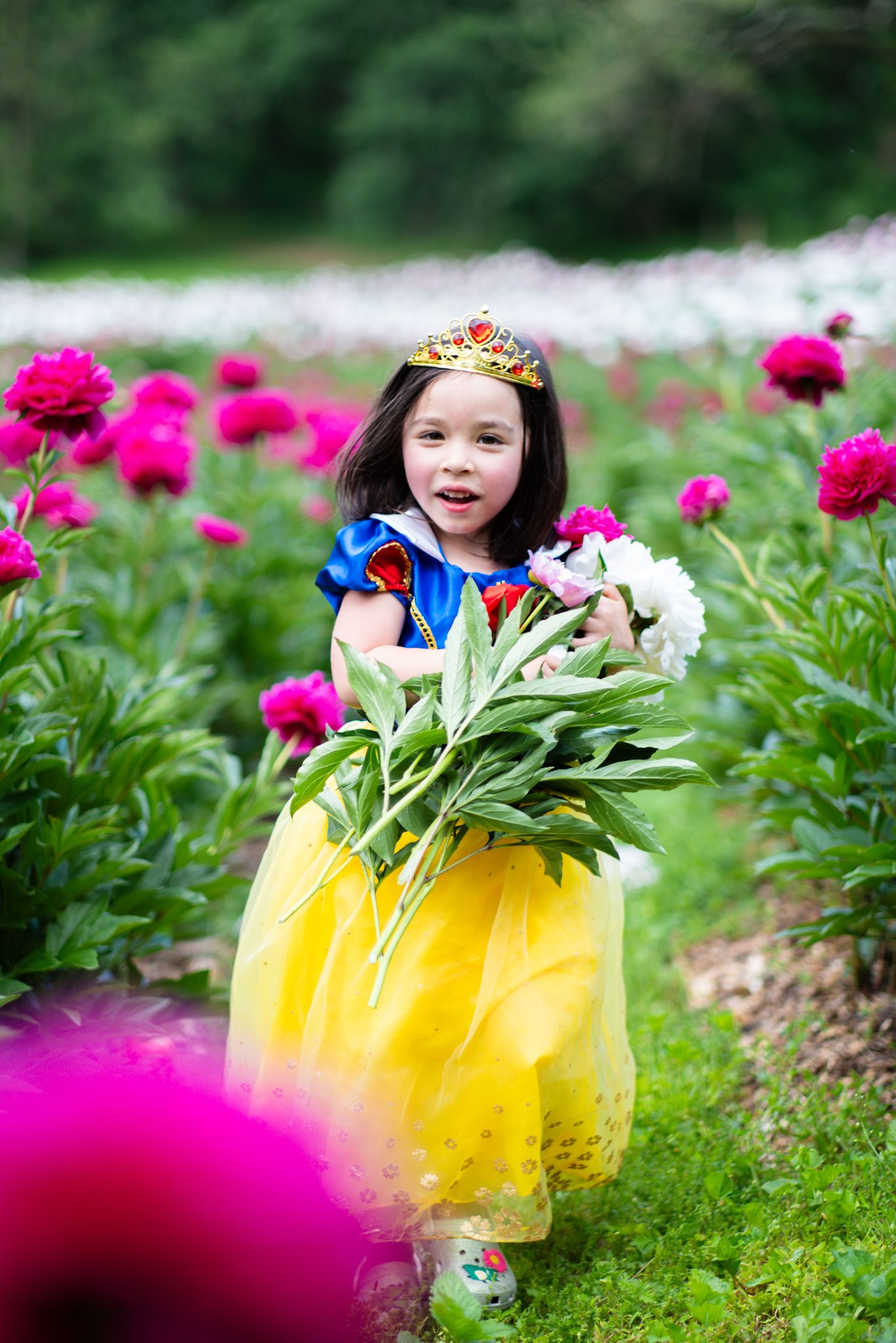 Young girl in Snow White costume holds white peonies in a vibrant pink peony flower field.