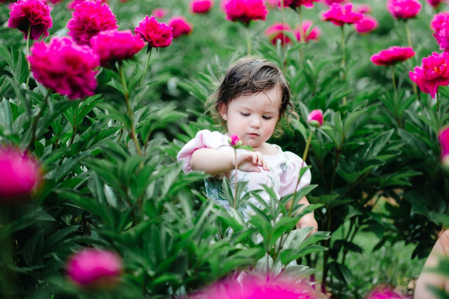Toddler girl exploring vibrant pink peony flowers in a lush garden, surrounded by blooming peonies.