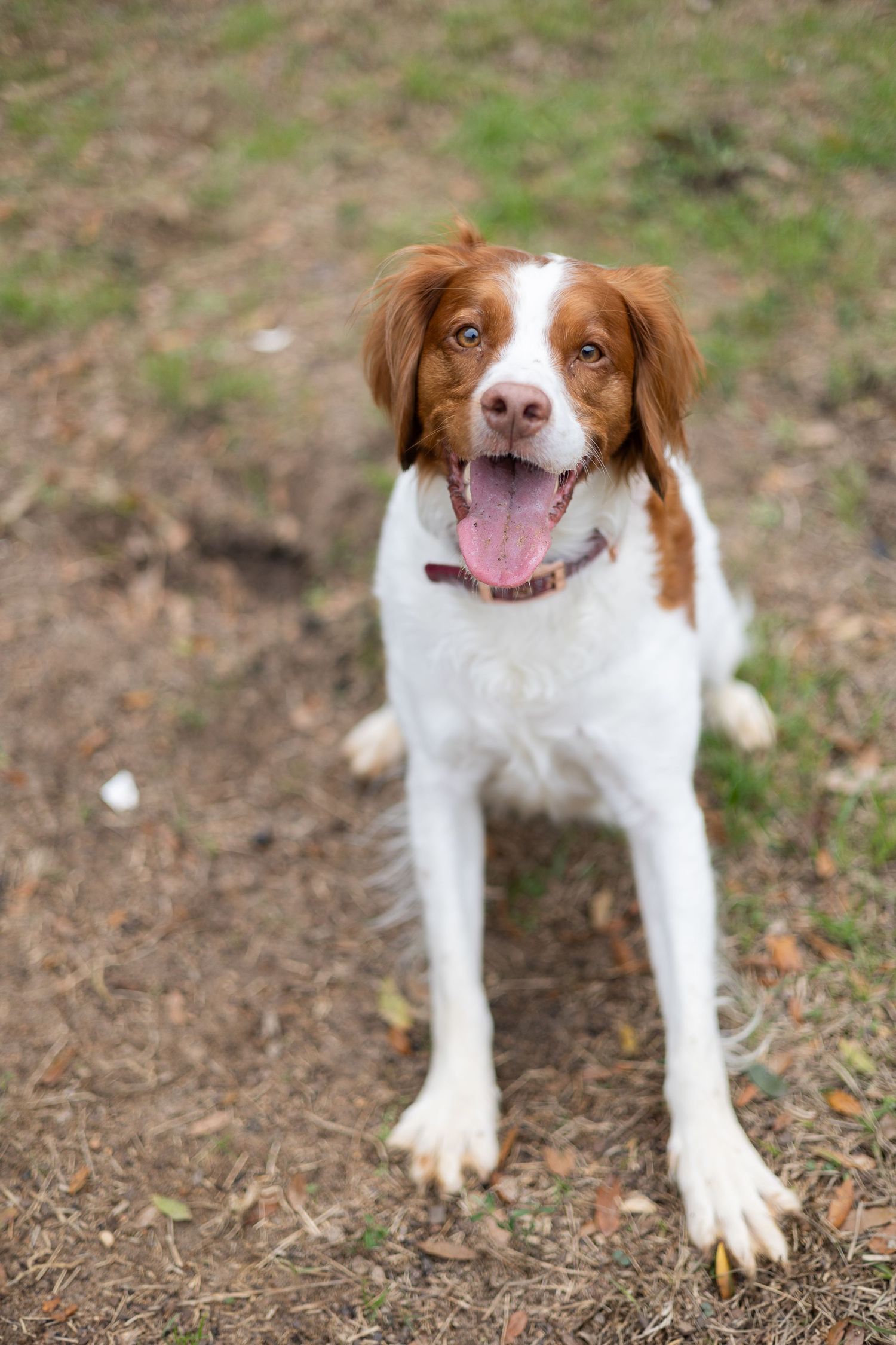 A happy Brittany Spaniel dog with brown and white fur stands on dirt ground with tongue out and alert expression.