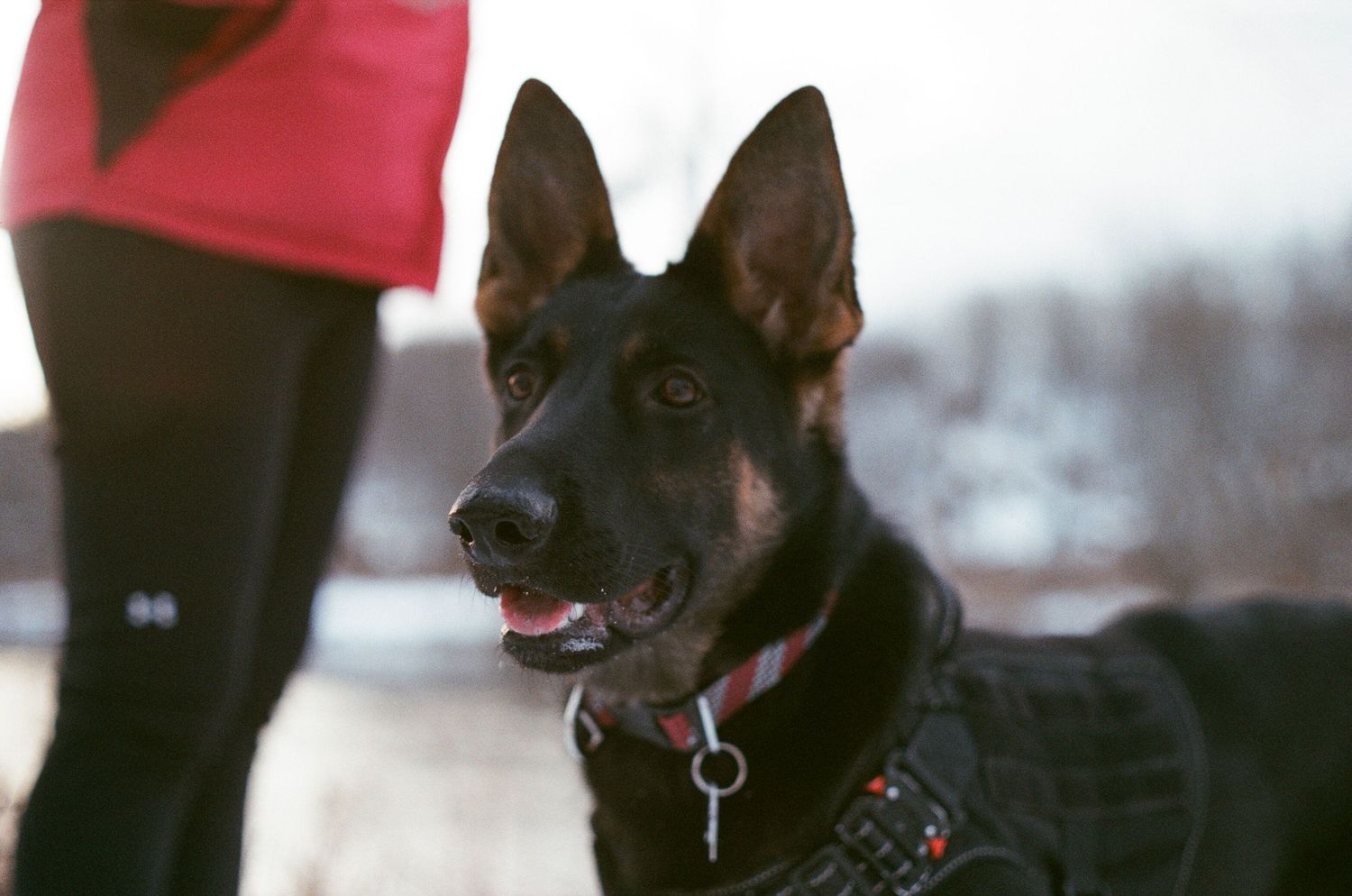 Lena on film