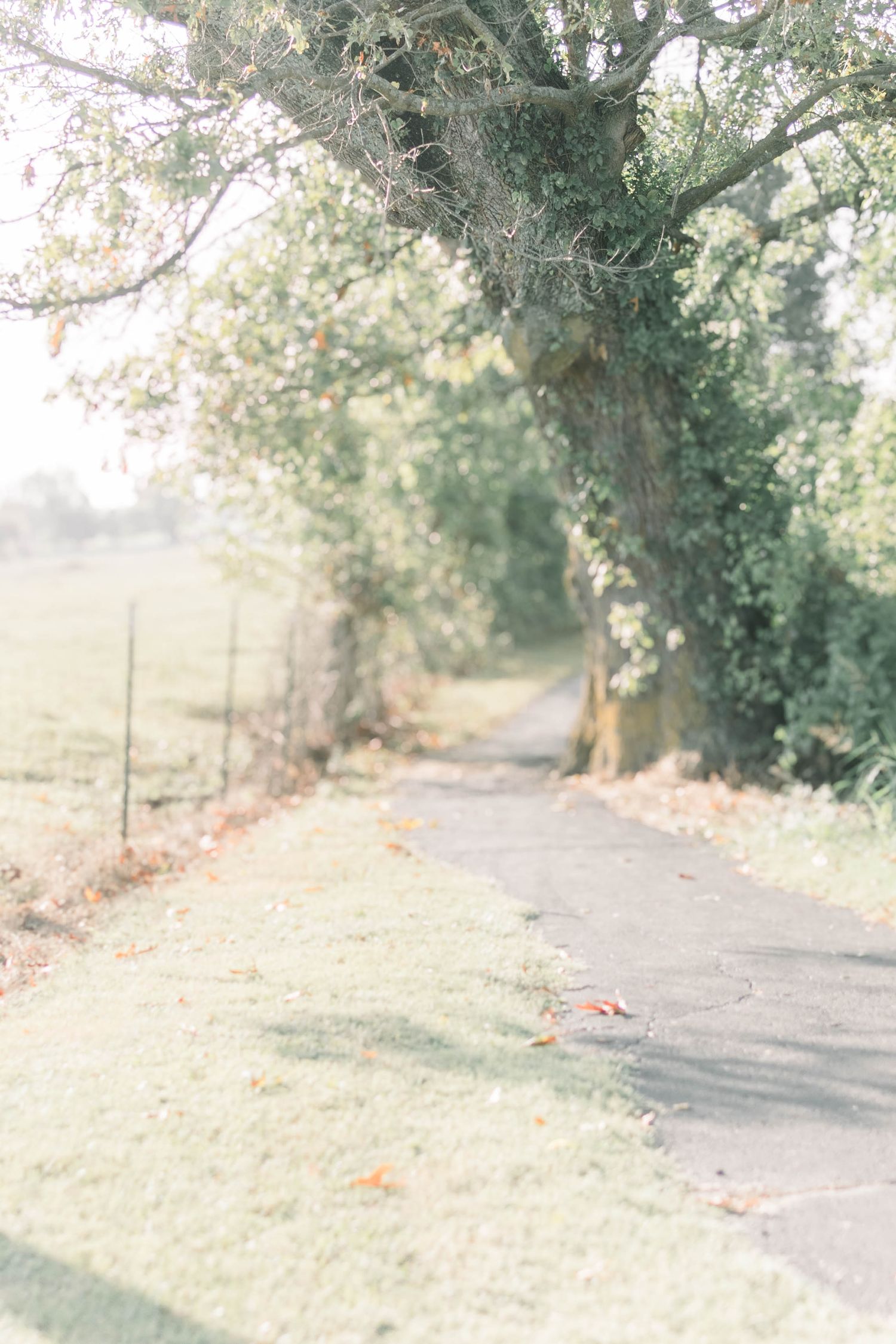 A serene outdoor path surrounded by trees with soft natural lighting.