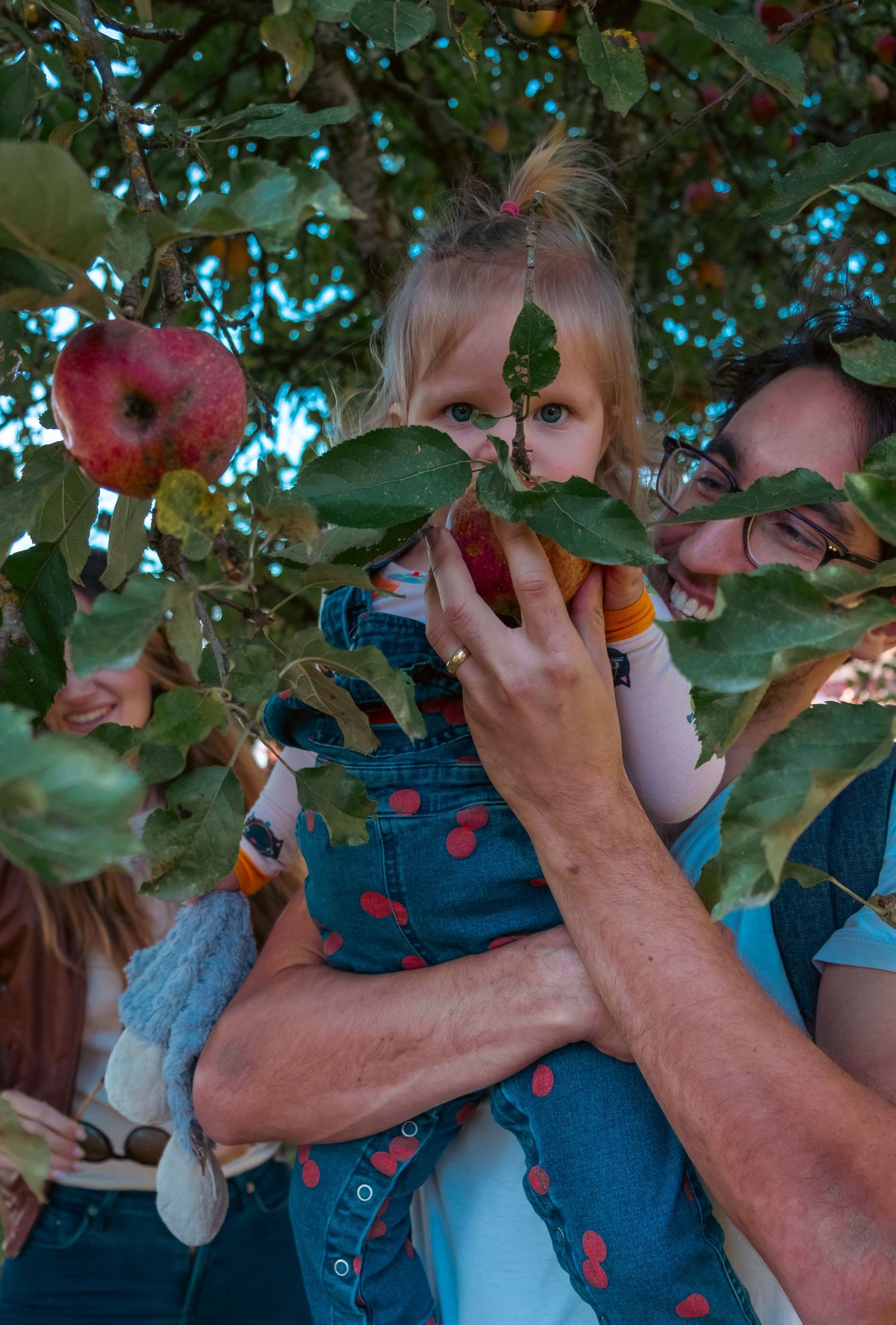 People picking apples from trees in an orchard during harvest season.